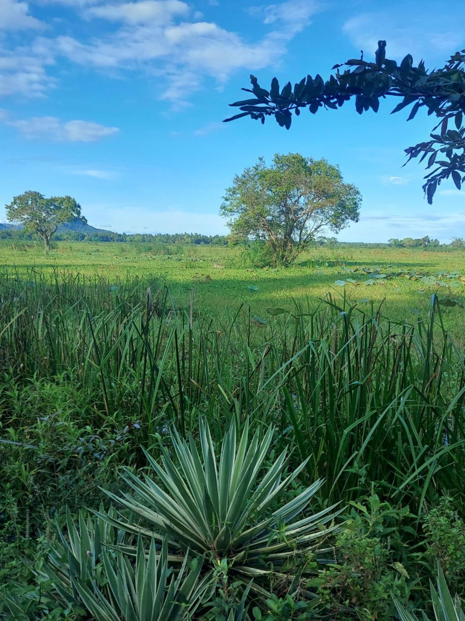 Homestay Water Bird's & Yala Safari