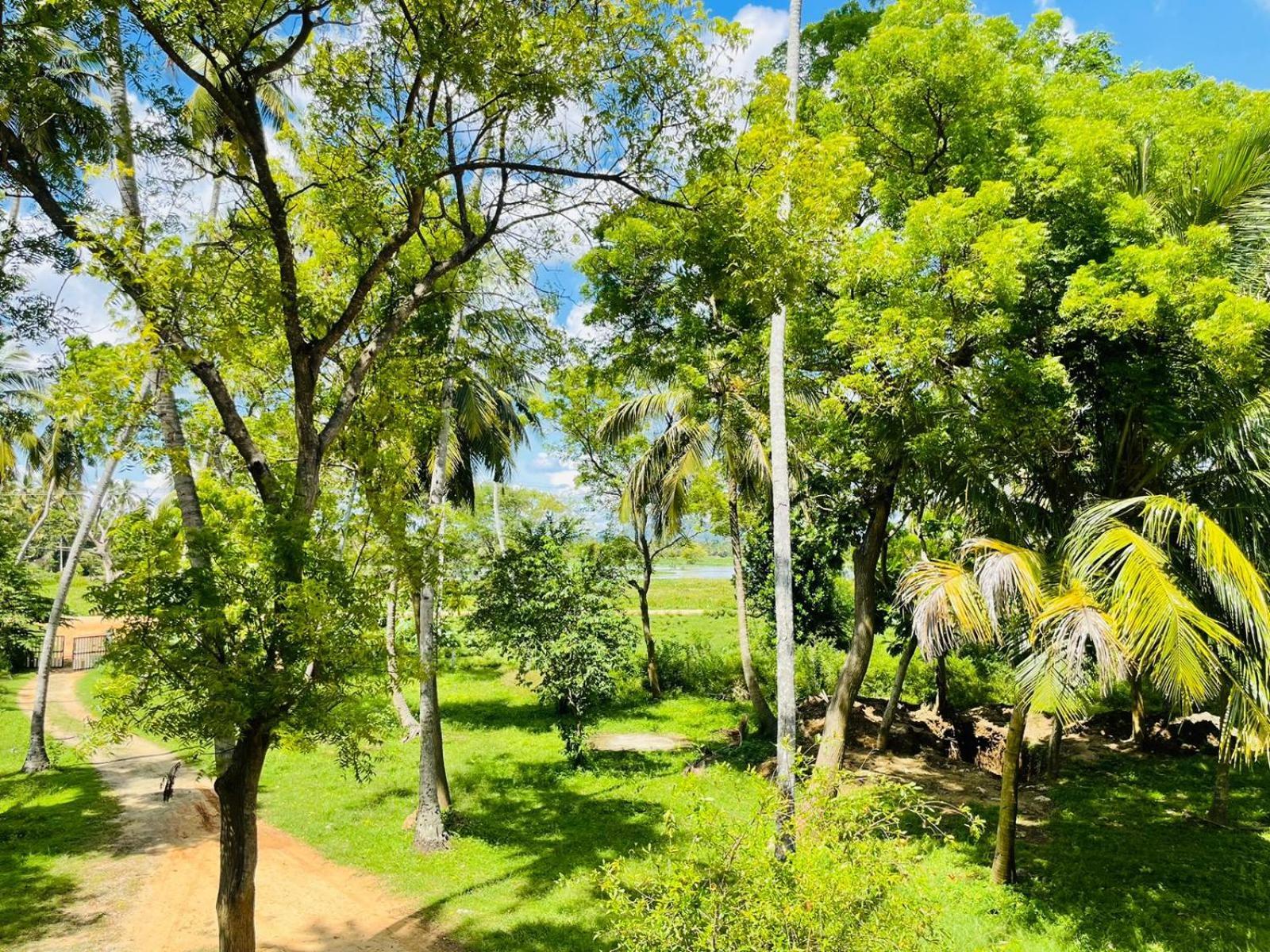 Water Bird's & Yala Safari Homestay *