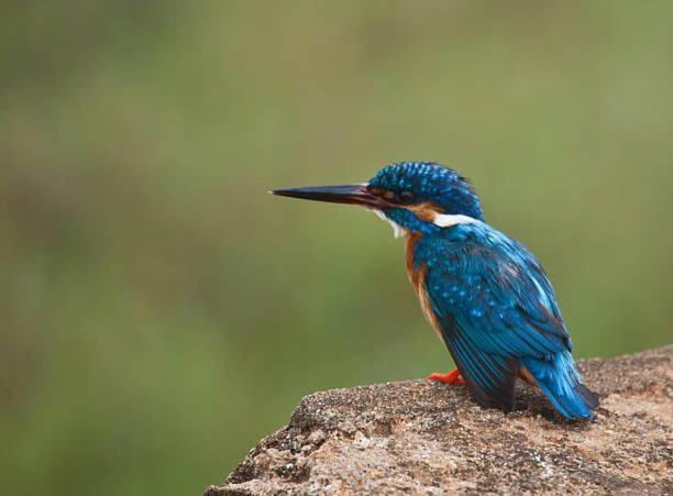 Water Bird's & Yala Safari Homestay