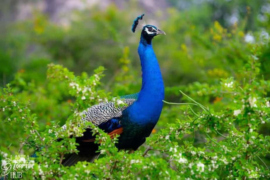 Water Bird's & Yala Safari * Tissamaharama