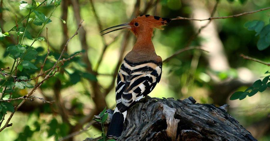 Water Bird's & Yala Safari Homestay *