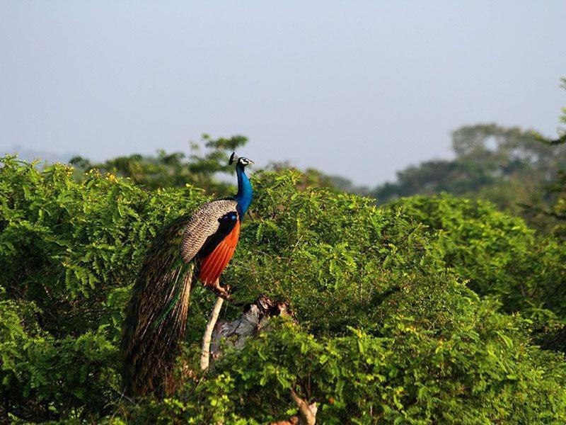 Water Bird's & Yala Safari Tissamaharama