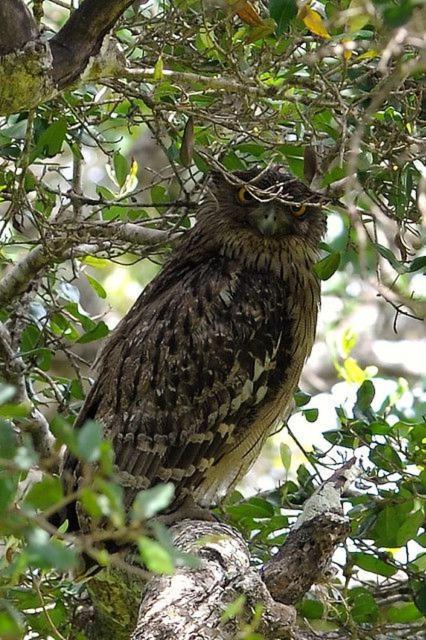 Water Bird's & Yala Safari *