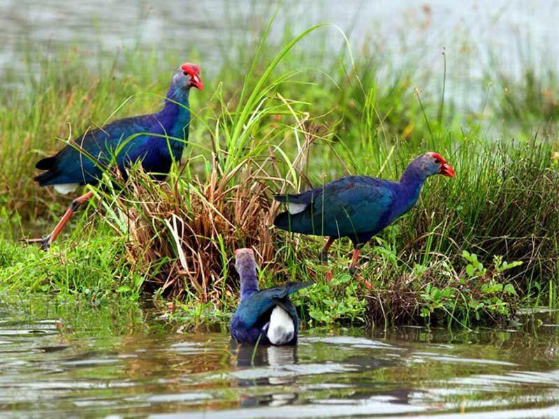 Water Bird's & Yala Safari *