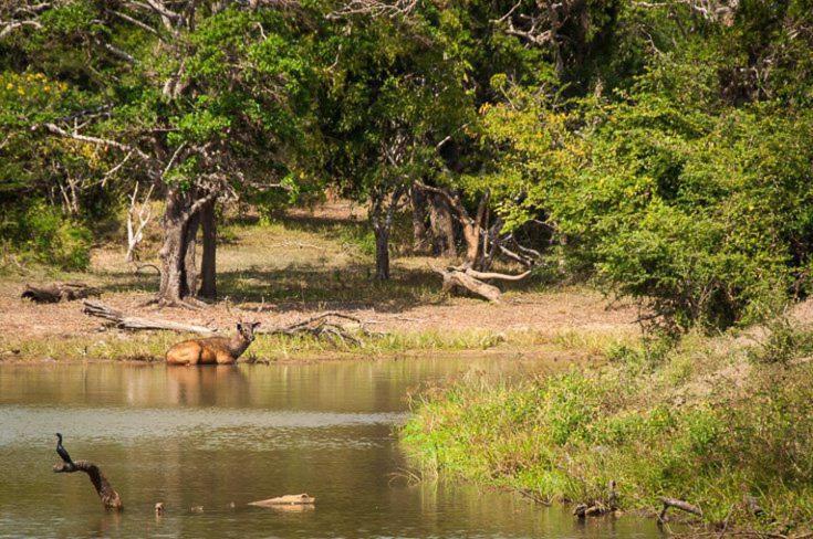 Homestay Water Bird's & Yala Safari