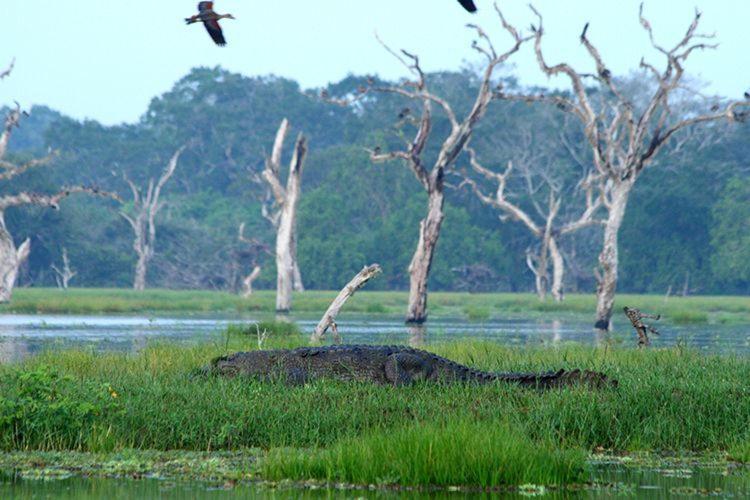 Homestay Water Bird's & Yala Safari *