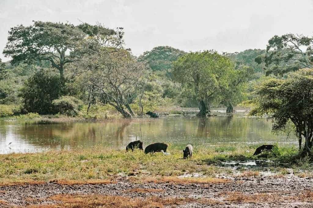 Water Bird's & Yala Safari * Tissamaharama