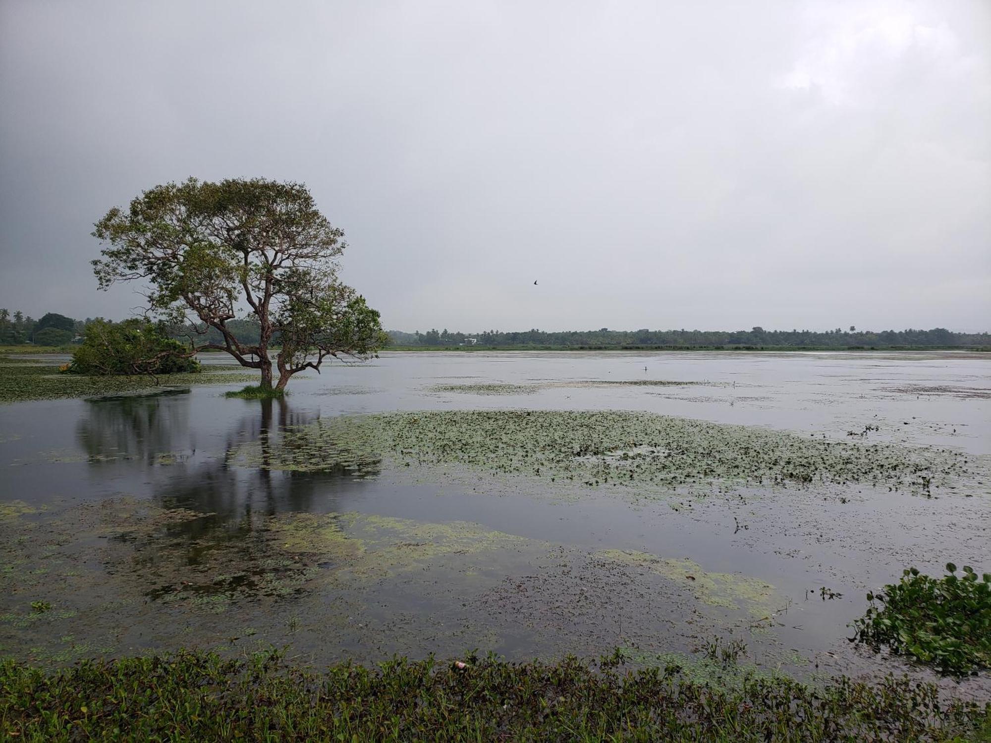 Water Bird's & Yala Safari Homestay Tissamaharama