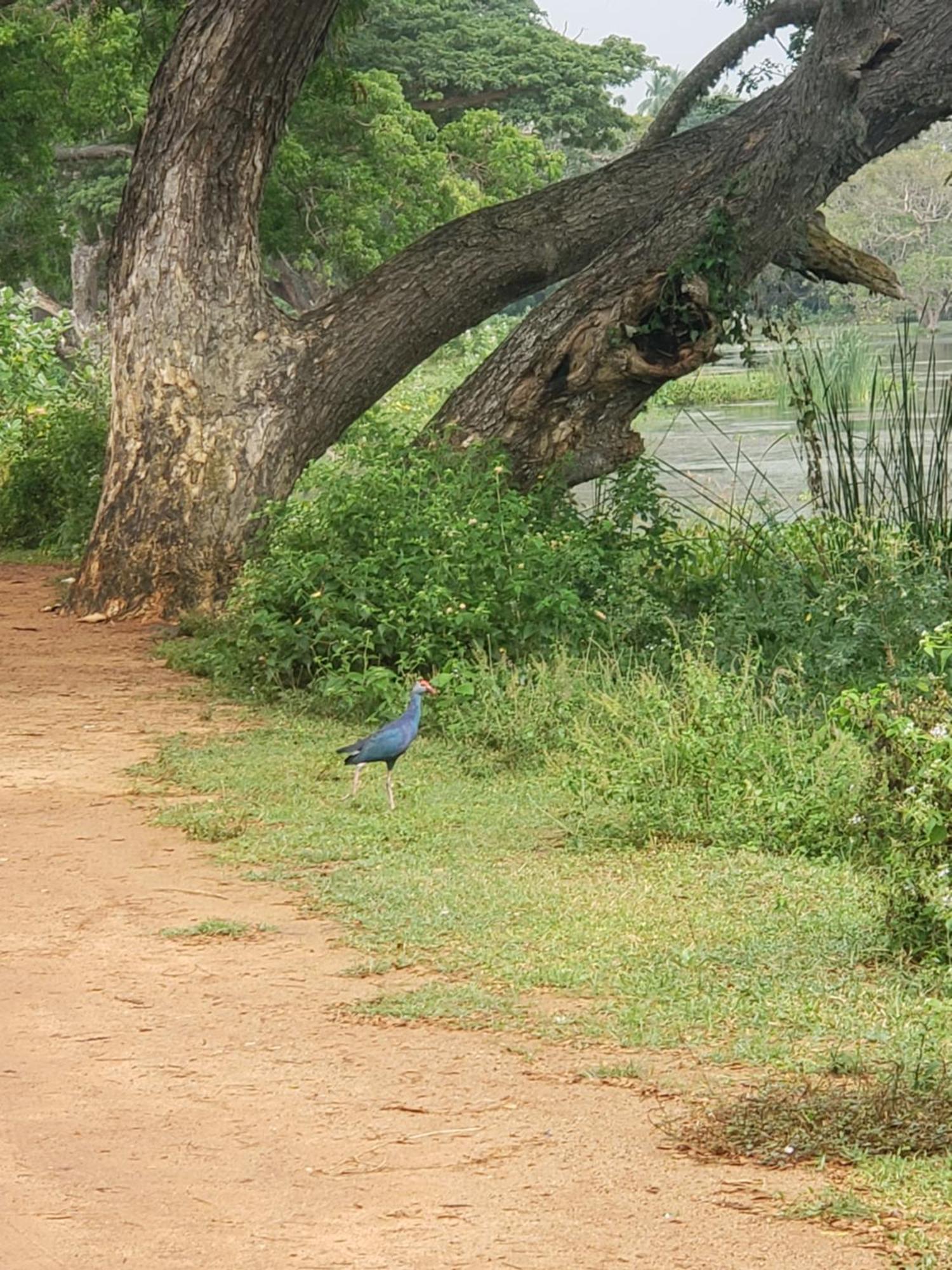 Water Bird's & Yala Safari Homestay