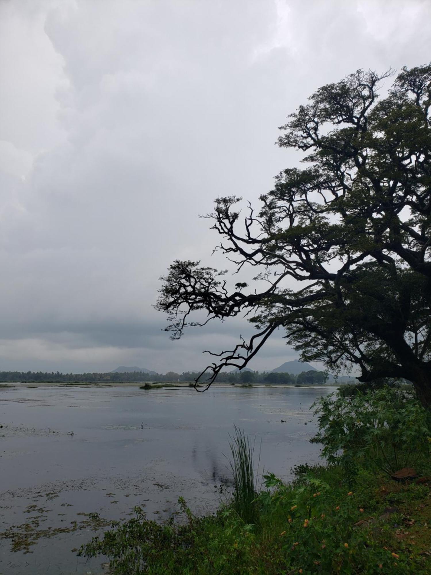 Water Bird's & Yala Safari Homestay