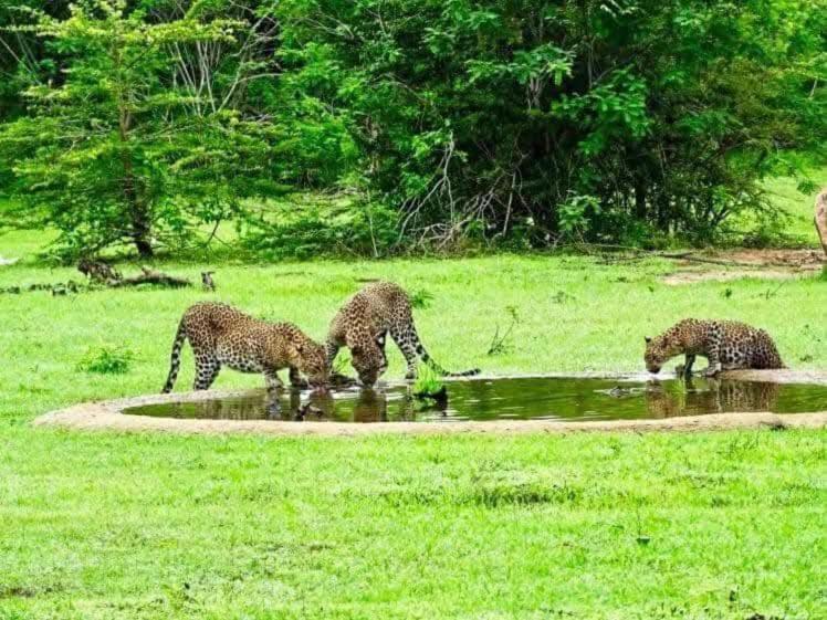 Homestay Water Bird's & Yala Safari Tissamaharama
