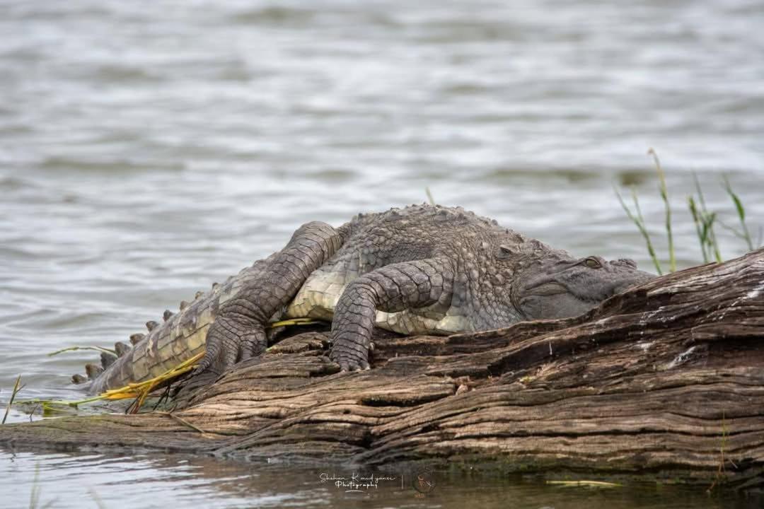 Water Bird's & Yala Safari Homestay