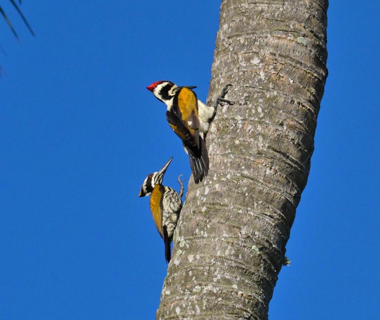 Water Bird's & Yala Safari Homestay