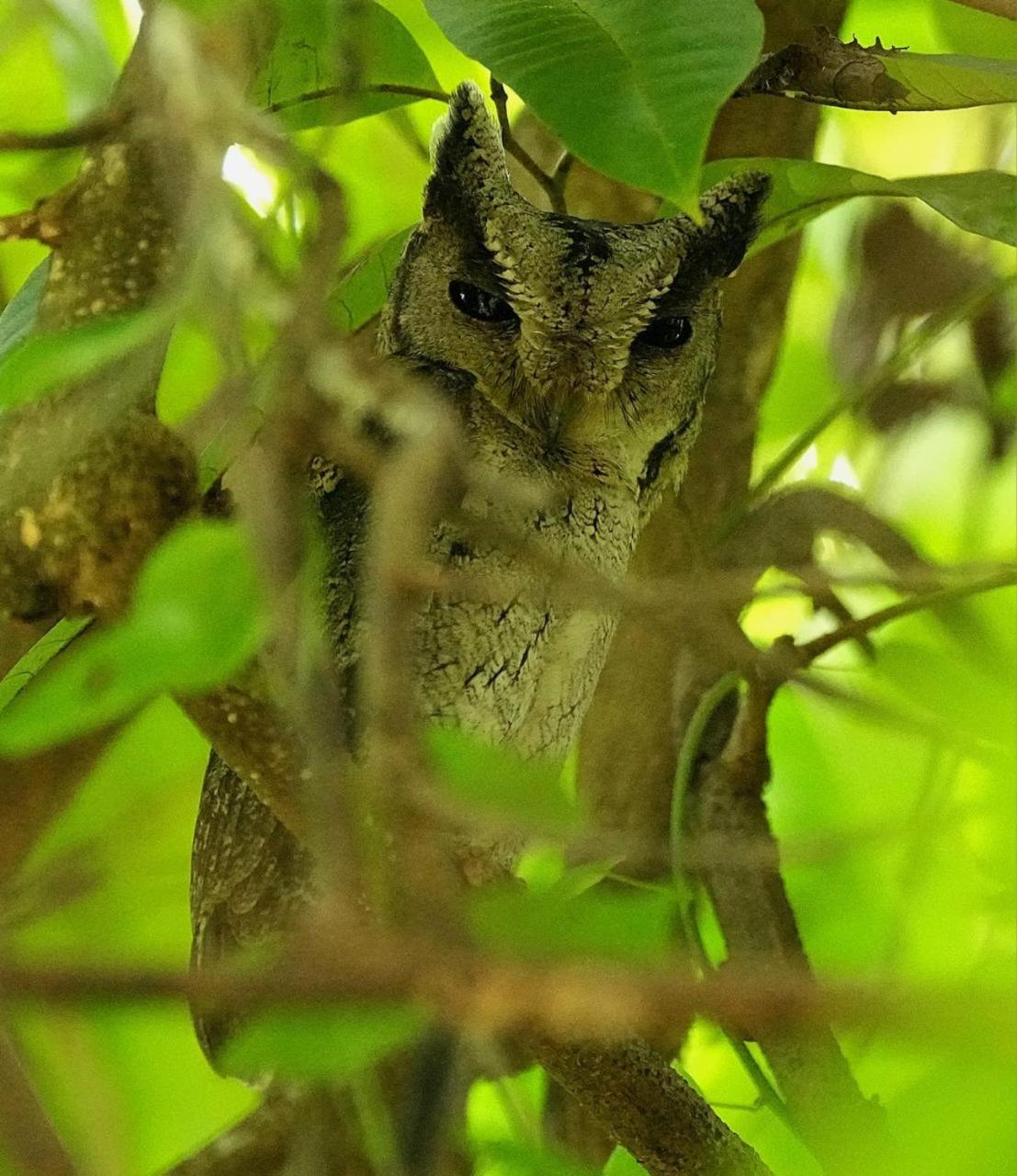 Water Bird's & Yala Safari Tissamaharama