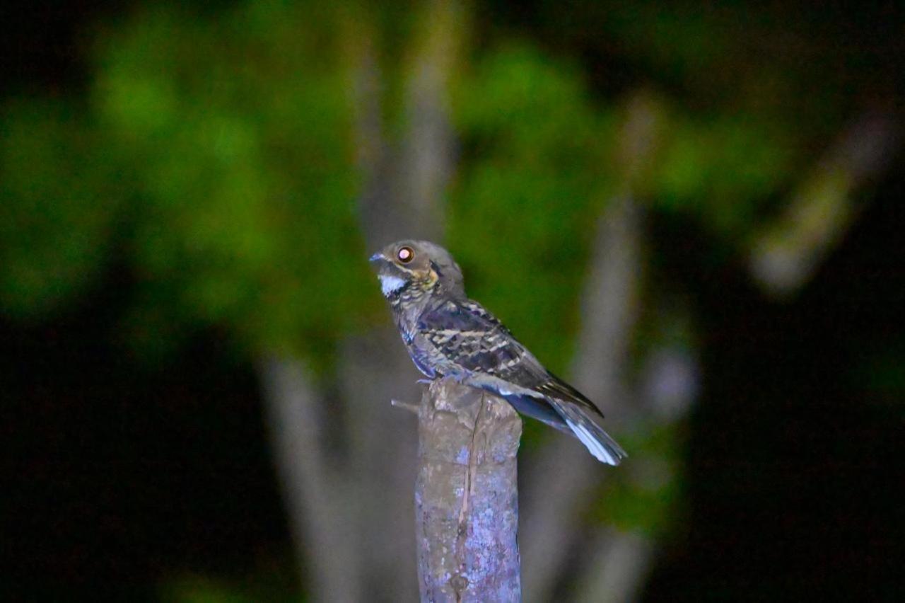 Water Bird's & Yala Safari Tissamaharama
