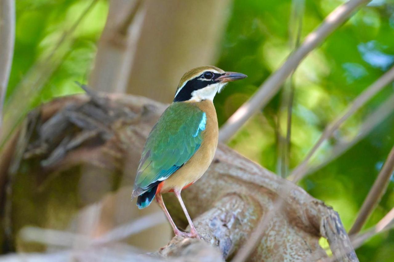 Homestay Water Bird's & Yala Safari Tissamaharama