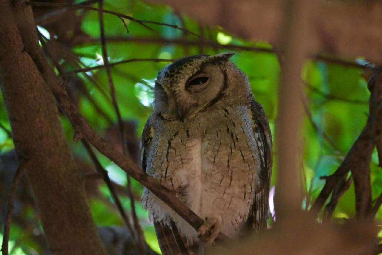 Water Bird's & Yala Safari Homestay